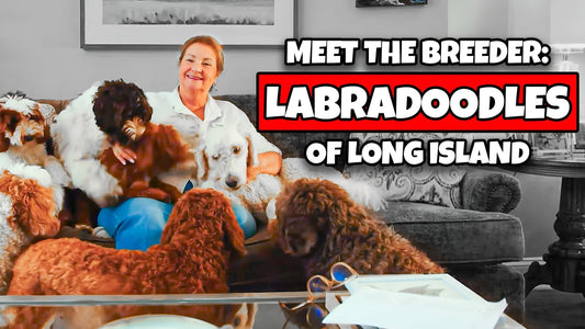 Meet the breeder: Labradoodles of Long Island