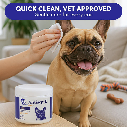 French Bulldog grooming guide – healthy skin and wrinkle care