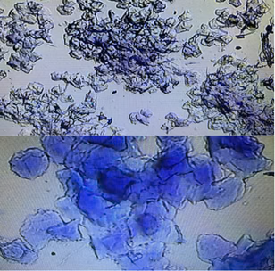 *NEW* HOËK Canine Vaginal Cytology Test Kit (Time Breedings)