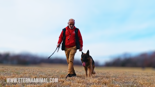 Building the Perfect German Shepherd: Form, Structure, and Strength