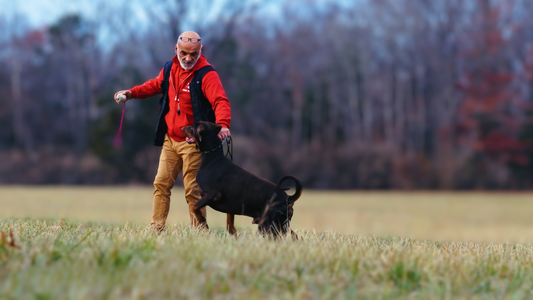 Meet the Doberman Standard: Strength, Structure, and Real Dangers
