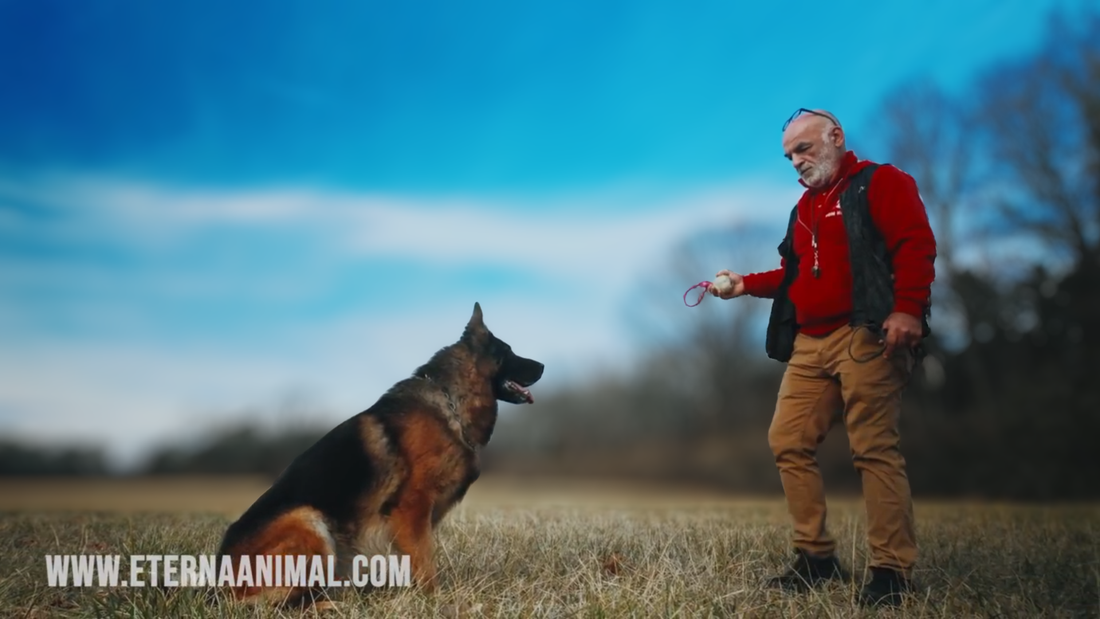 Raising a Healthy German Shepherd: Avoiding Hip Problems and Overexercise