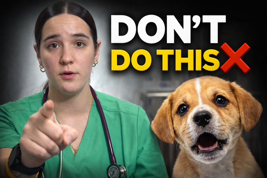 Bringing Home a Puppy: The Complete First-Time Owner Guide (Vet-Backed Tips)