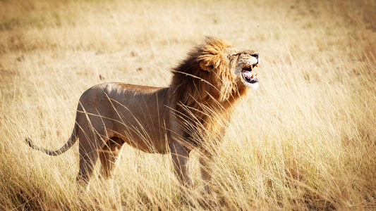 The Scar That Made a Legend: Scarface and the Marsh Pride