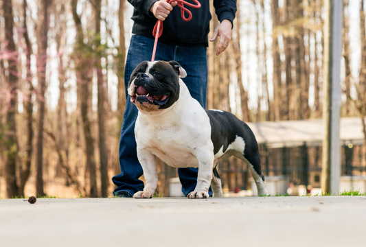 How Breeders Really Build the Olde English Bulldog