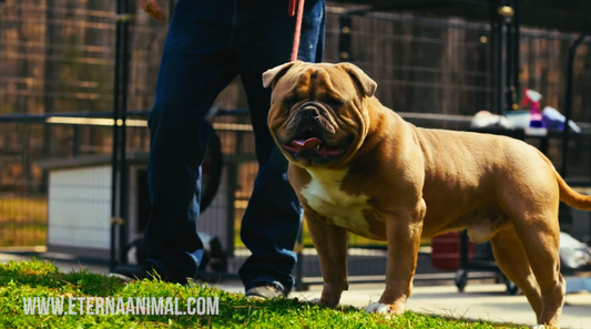 How to Pick the Right English Bulldog for Your Lifestyle