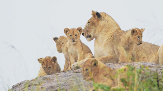 Scarface the Lion: Death and What It Meant for the World