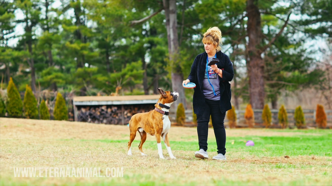 How Responsible Boxer Breeders Protect the Breed