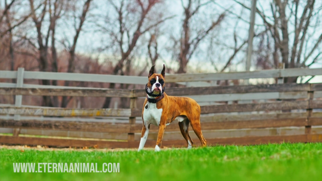 Inside the Boxer Show Ring: Breeding, Placement, and Purpose