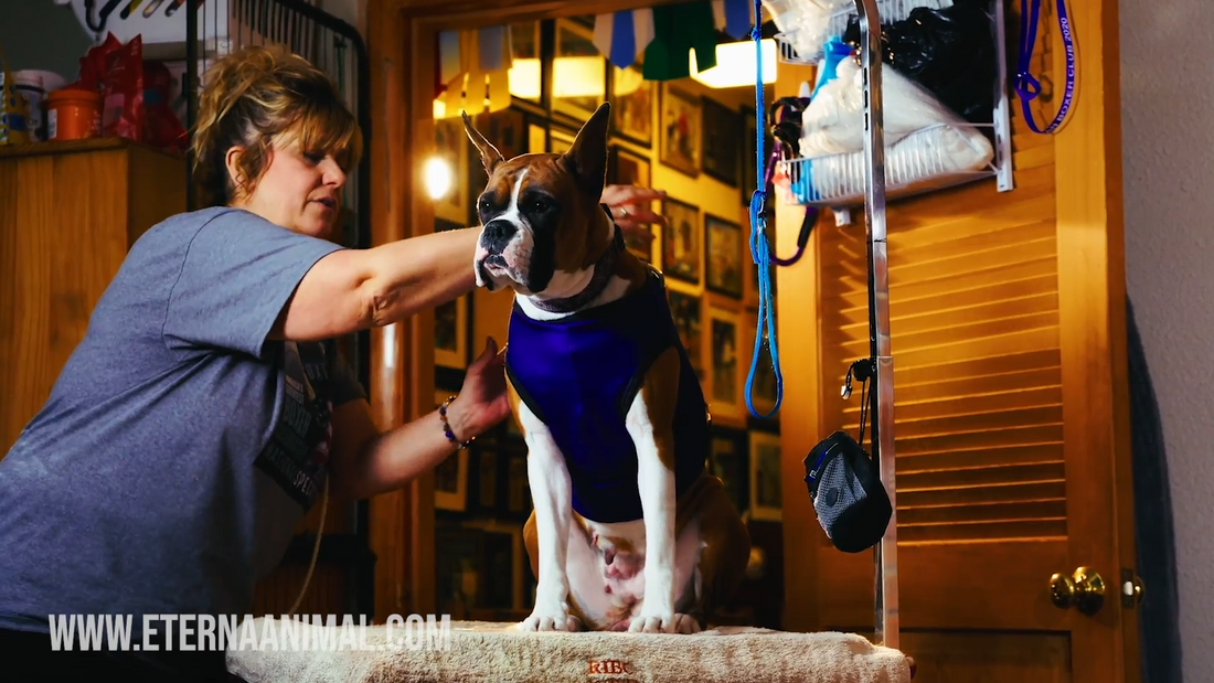 Inside the World of a Boxer Breeder