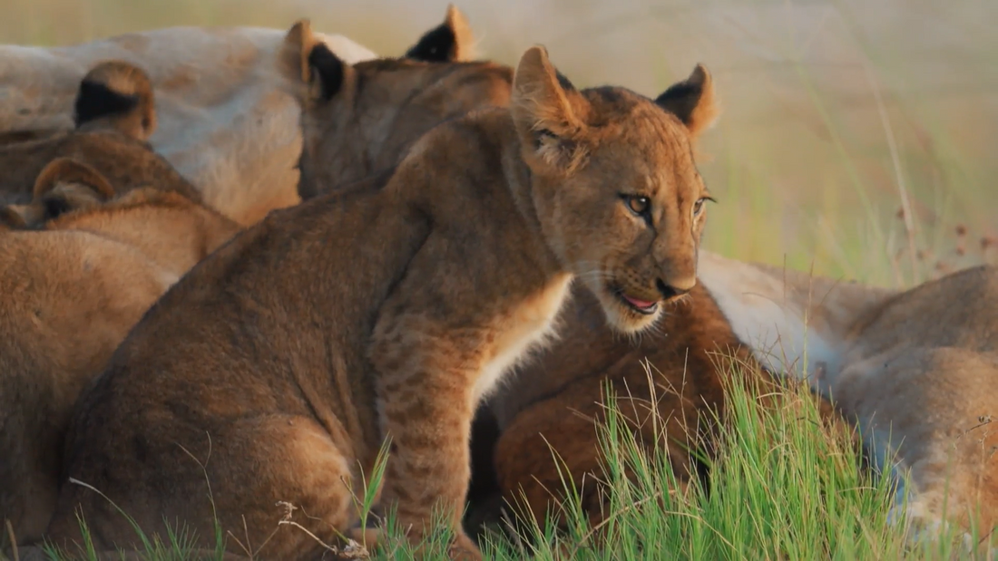 Scarface the Lion: His Life as a Cub Before Becoming a Legend