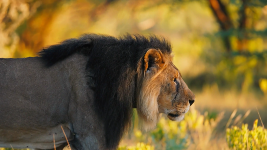 Scarface the Lion: The Fall of the Kingdom