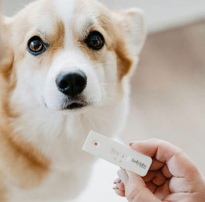 *New*(96% Accurate) Pregnancy Test for Dogs (BellyLabs)
