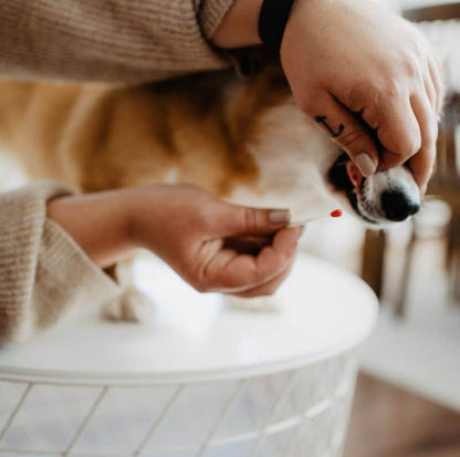 *New*(96% Accurate) Pregnancy Test for Dogs (BellyLabs)